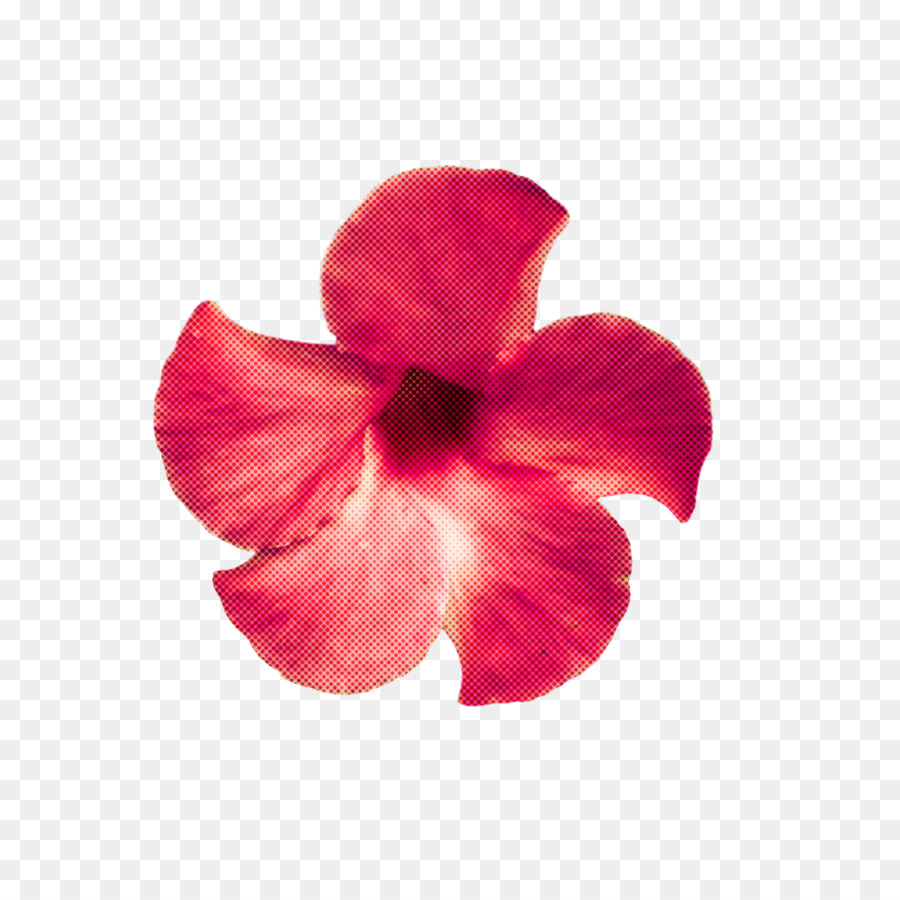 Hibisco，Mallows PNG