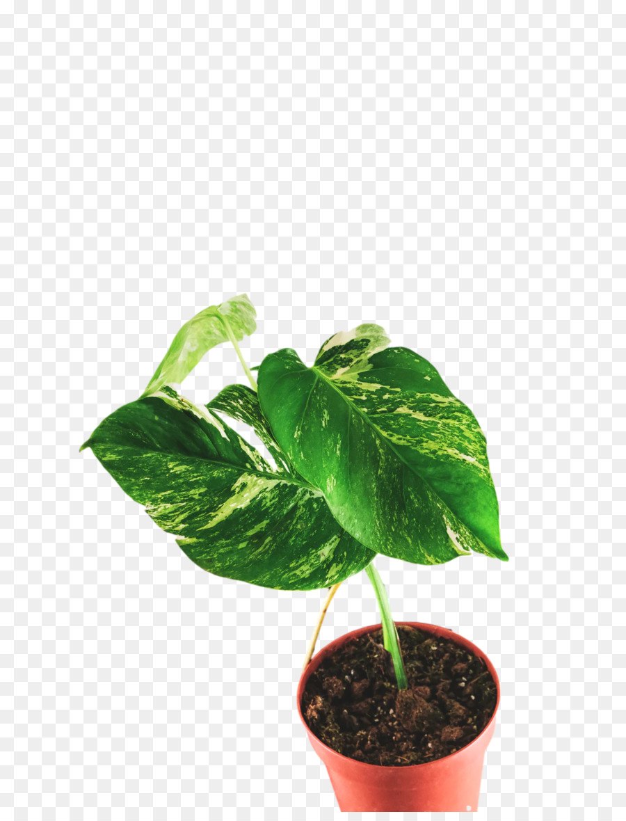 Tallo De La Planta，Hoja PNG