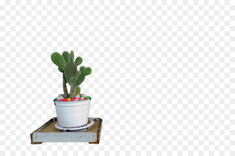 Plantas，En Conserva PNG