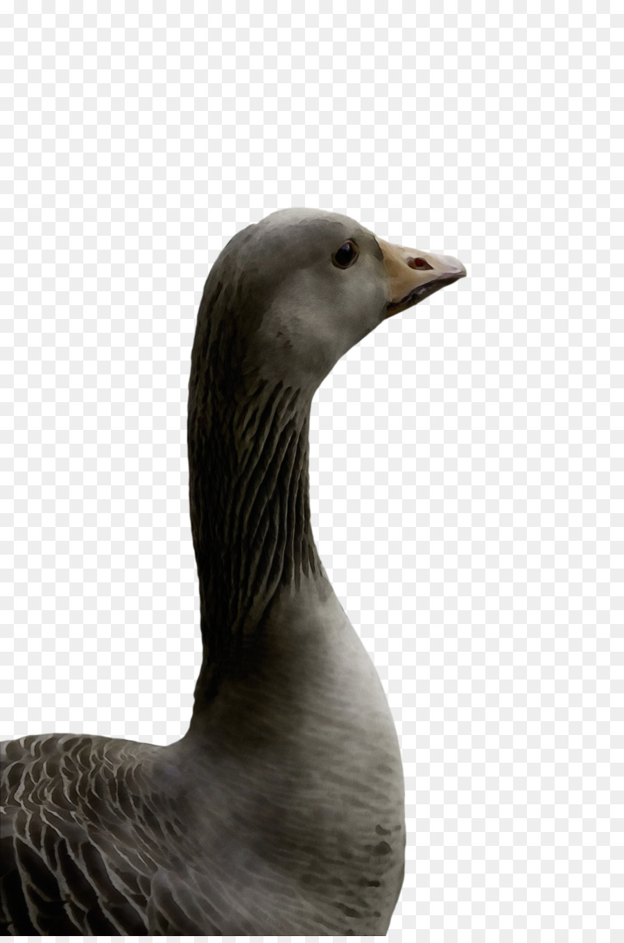 Pato，Ganso PNG