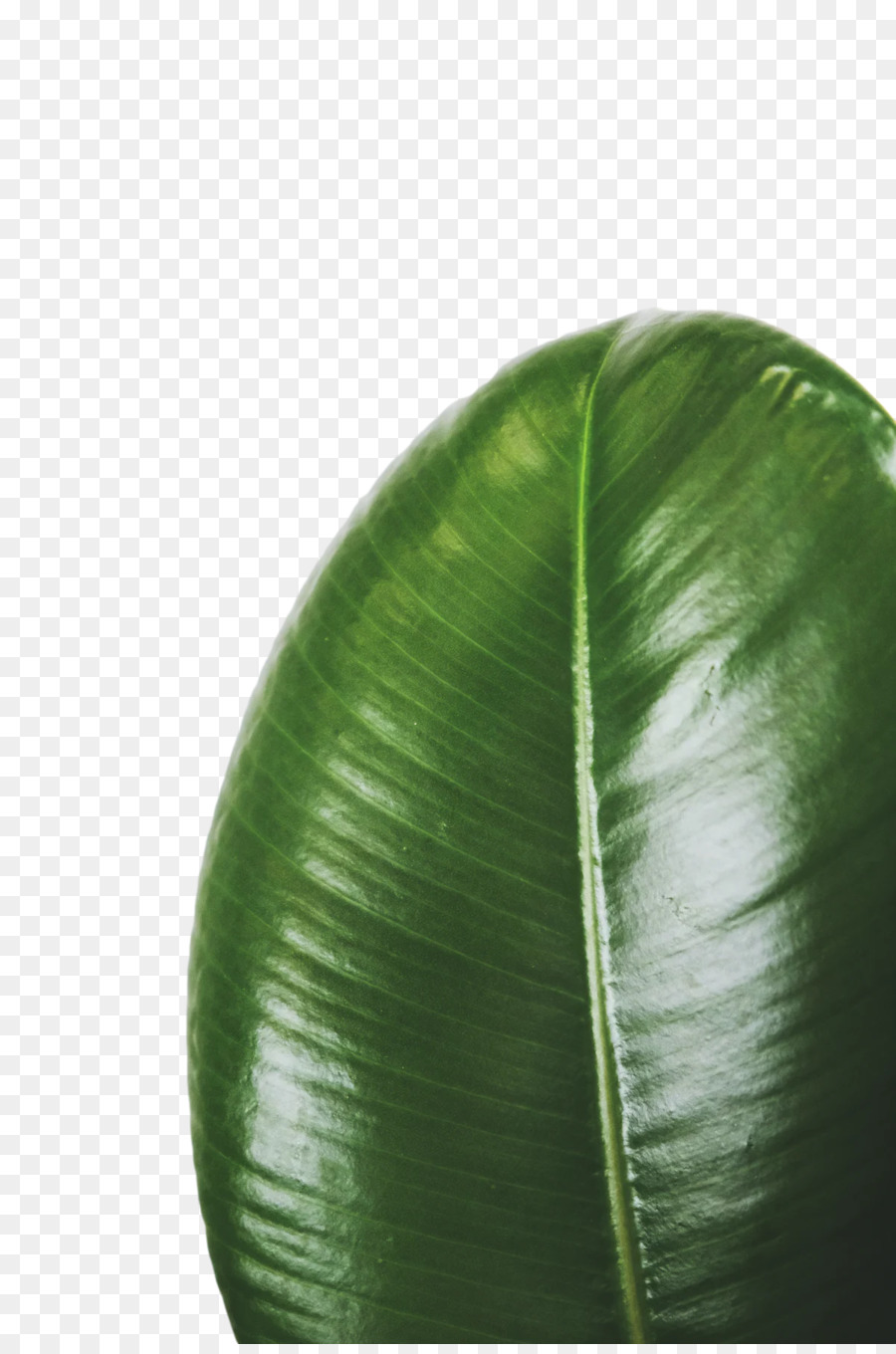 Hoja，Verde PNG