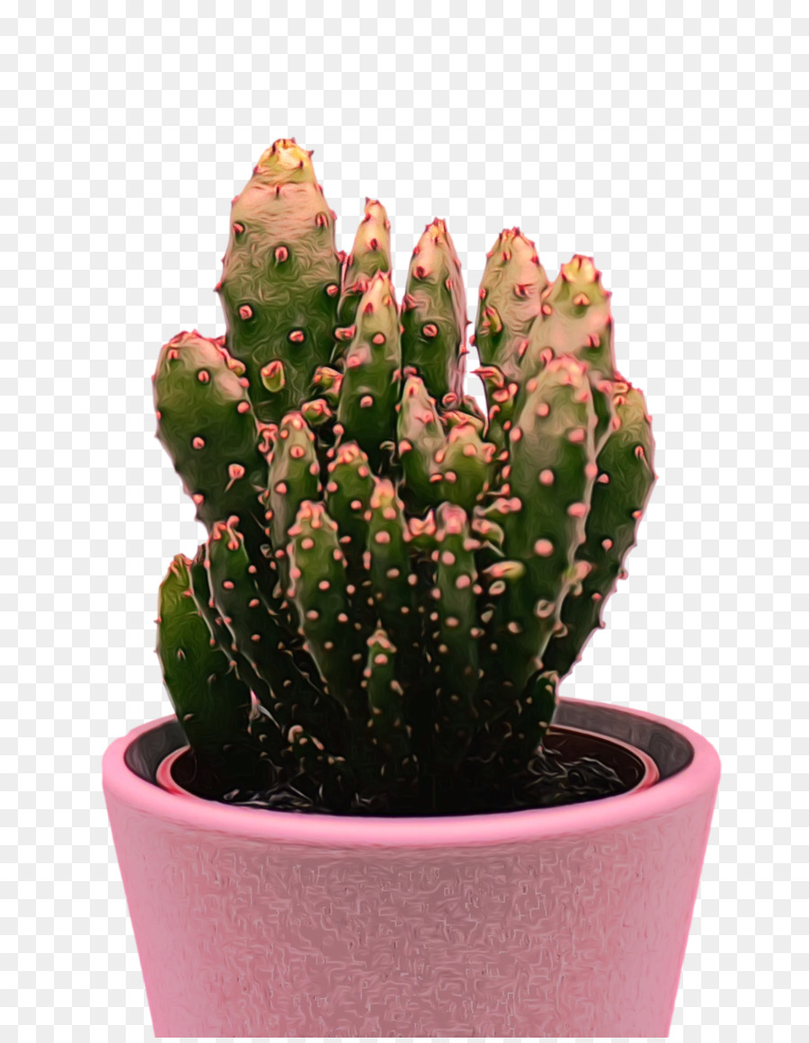 Triángulo De Cactus，Planta De Interior PNG