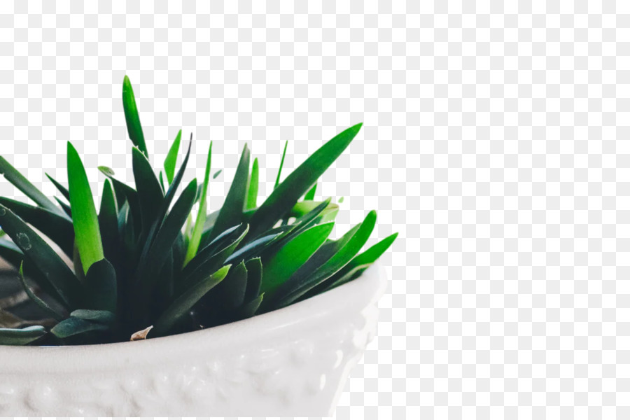 Maceta，Planta Suculenta PNG