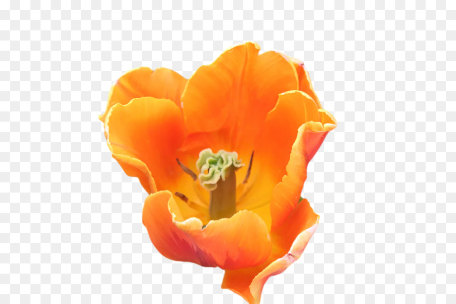 Flor De Naranja，Florecer PNG