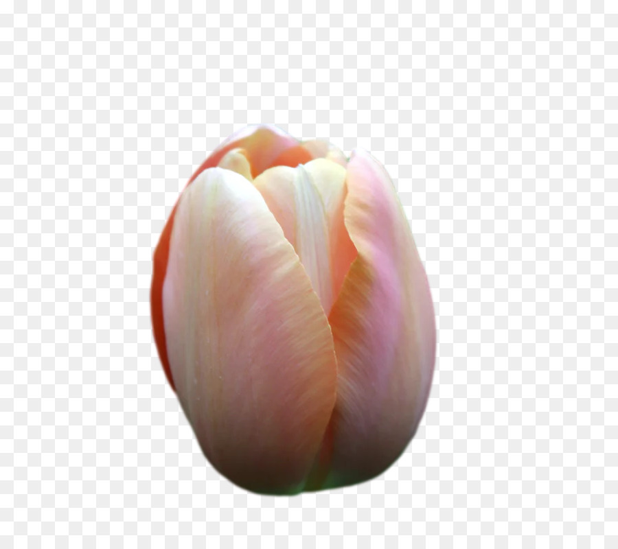 Tulipán，Lirios PNG