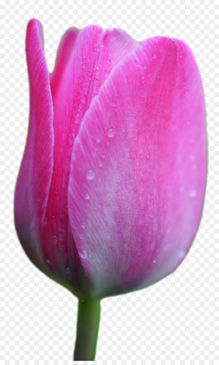 Tallo De La Planta，Tulip PNG