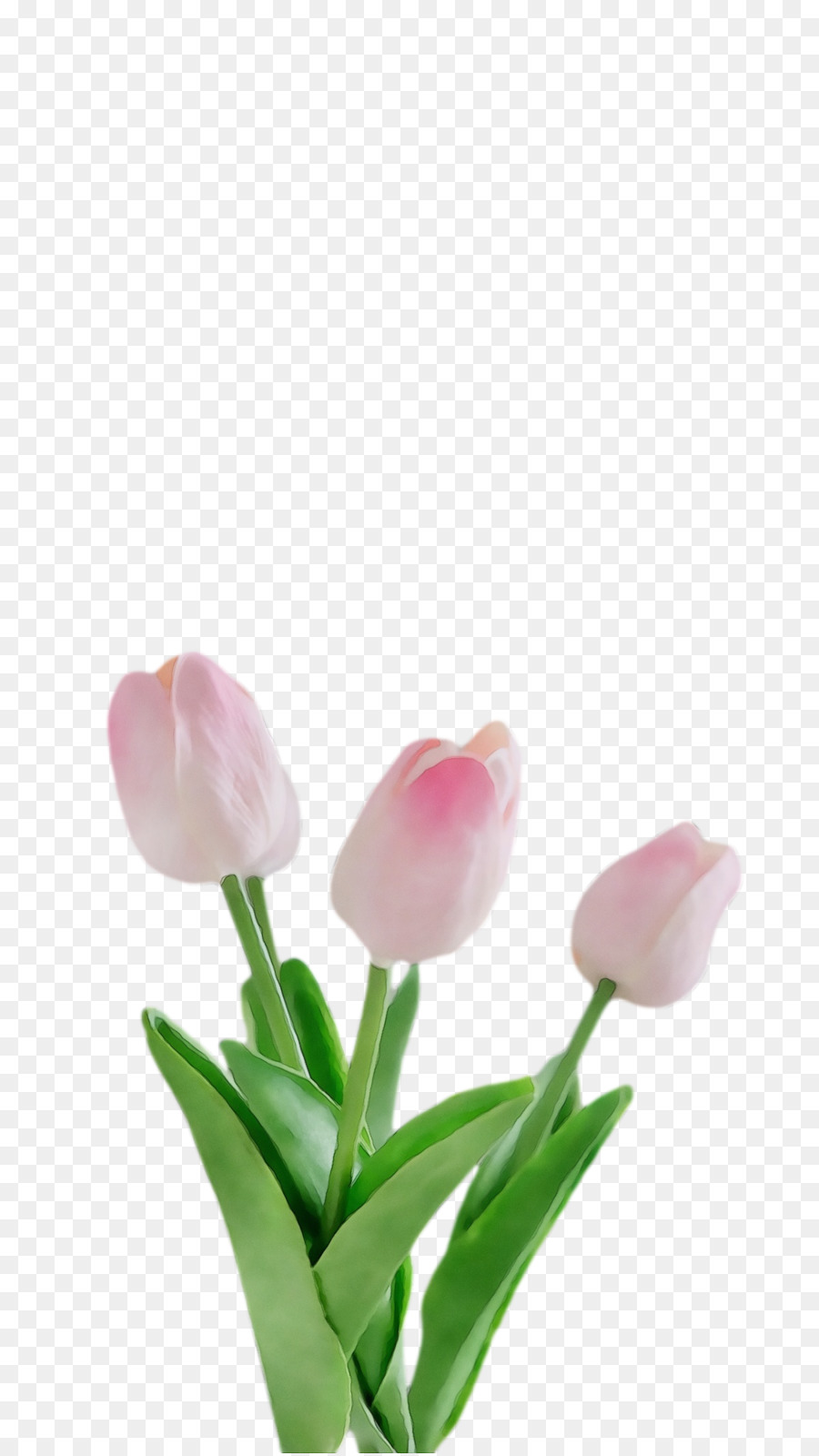 Tulipanes Rosados ​​y Blancos，Ramo PNG