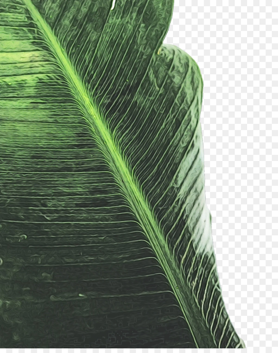 Tallo De La Planta，Hoja De Plátano PNG