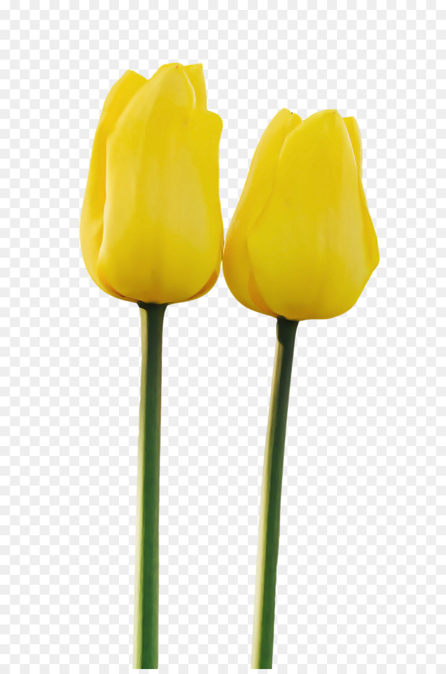 Tulip，Tallo De La Planta PNG