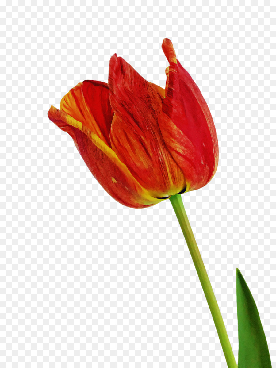 Tallo De La Planta，Tulip PNG