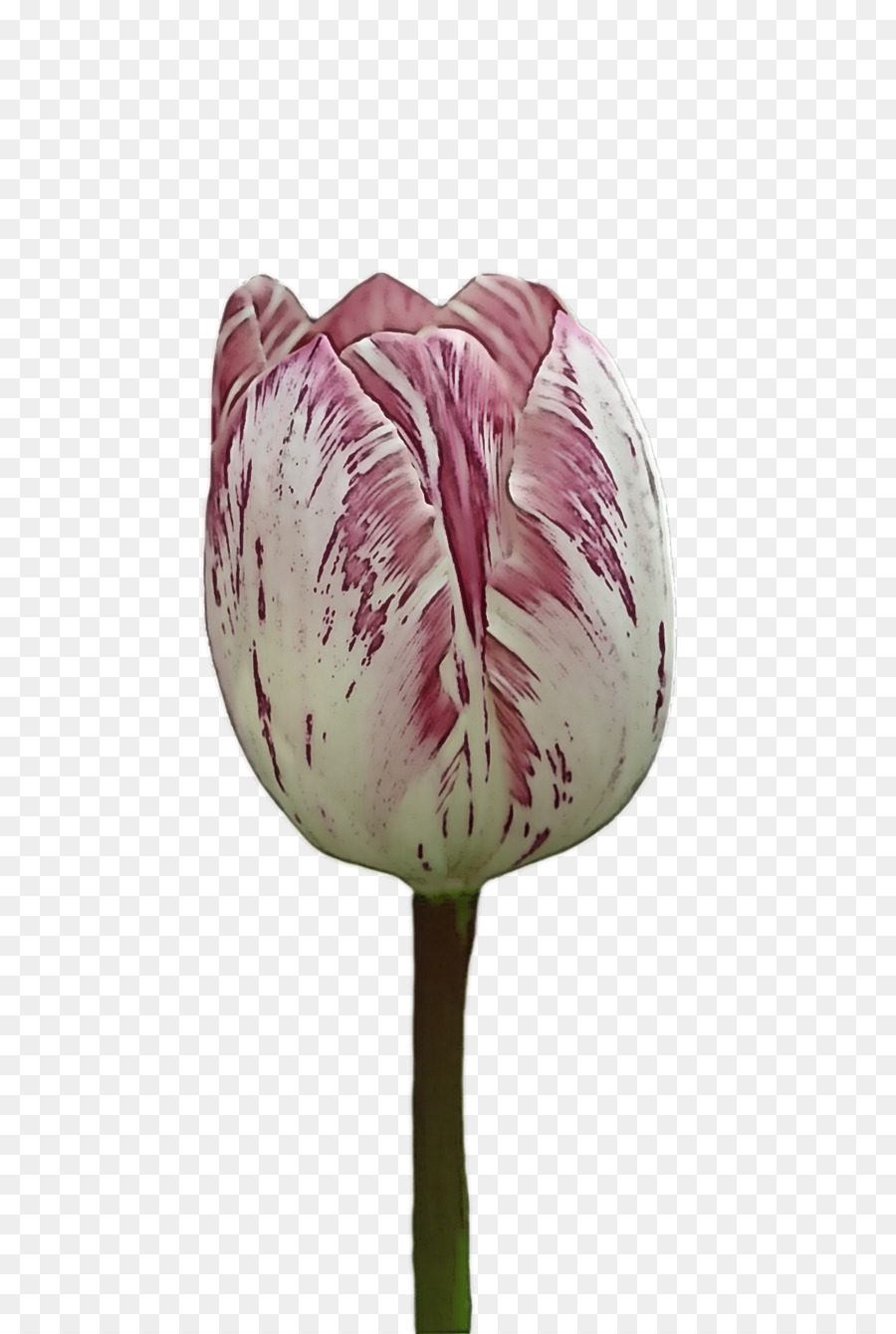 Tallo De La Planta，Tulip PNG