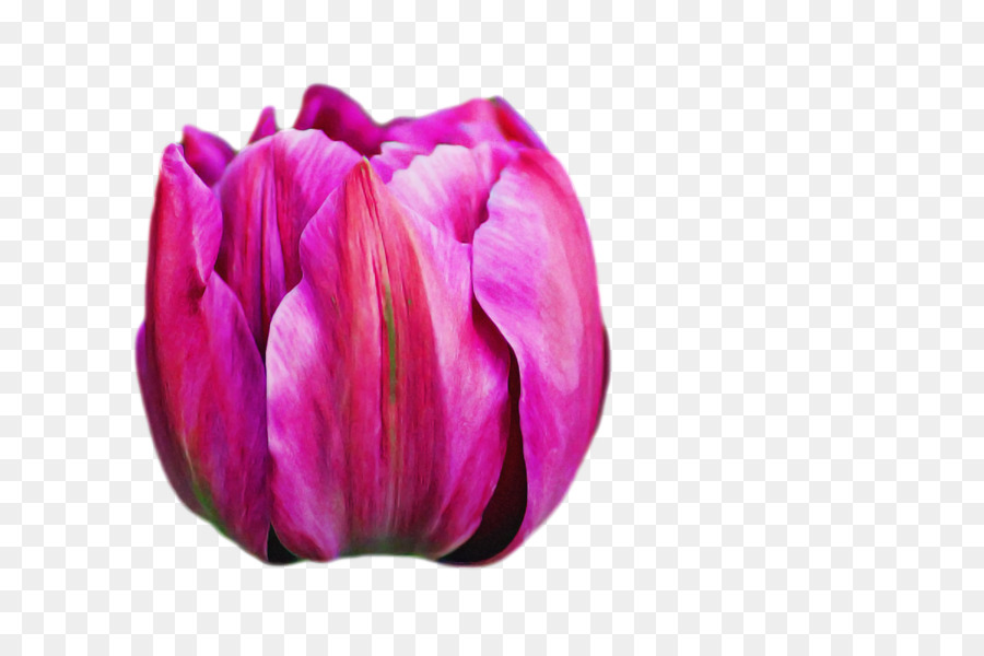 Tulipán Morado，Primavera PNG