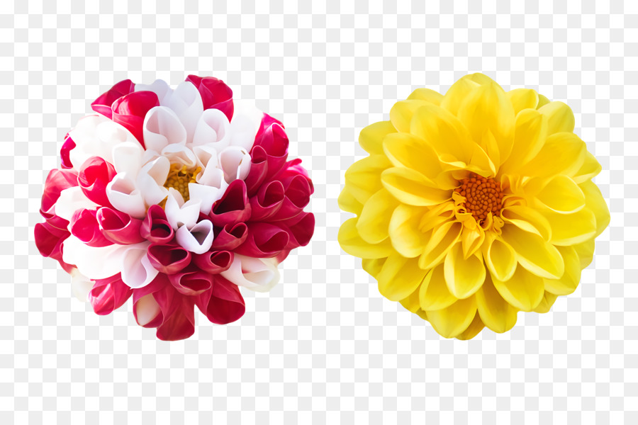 Dalia，Cortar Flores PNG