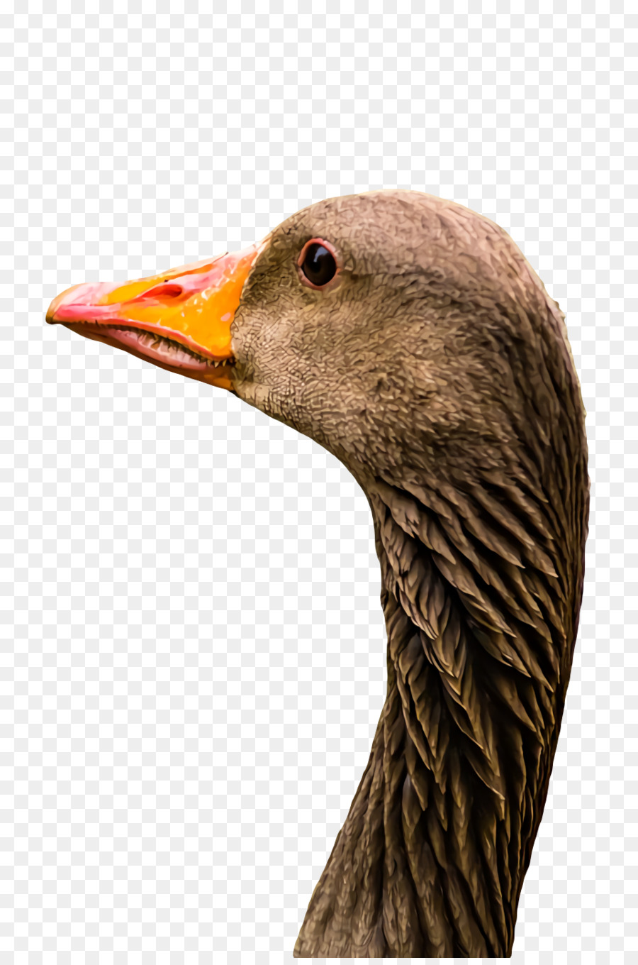 Ganso，Pato PNG