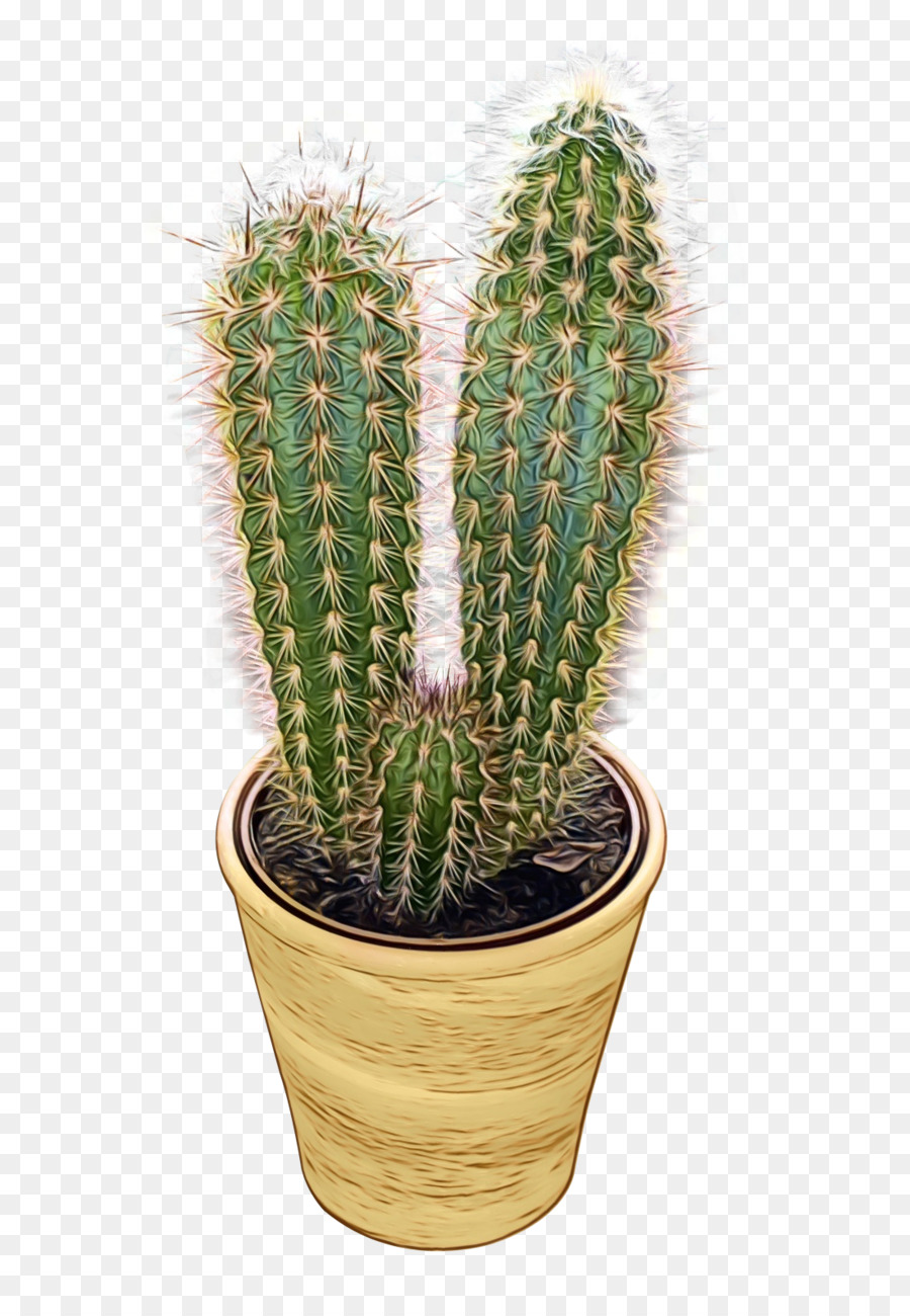 Cactus，Olla PNG