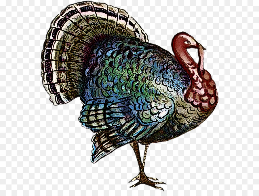 Acción De Gracias，La Carne De Pavo PNG