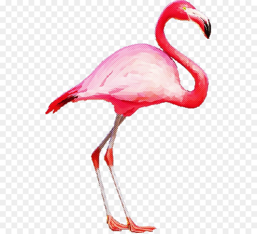 Cumpleaños，Flamingo PNG