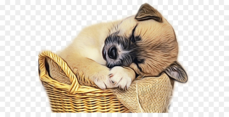 Cachorro，Shih Tzu PNG