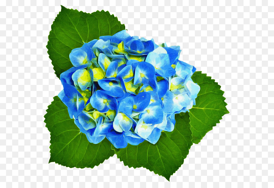 Hortensia，Planta Herbácea PNG