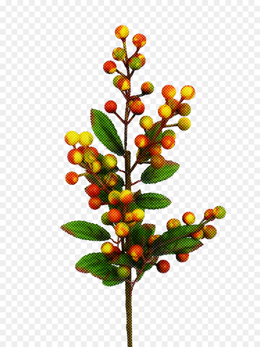 Aronia，Árbol PNG