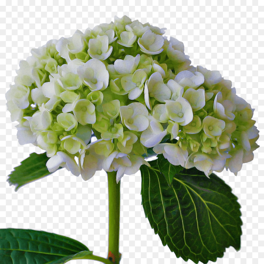 Diseño Floral，Hortensia PNG