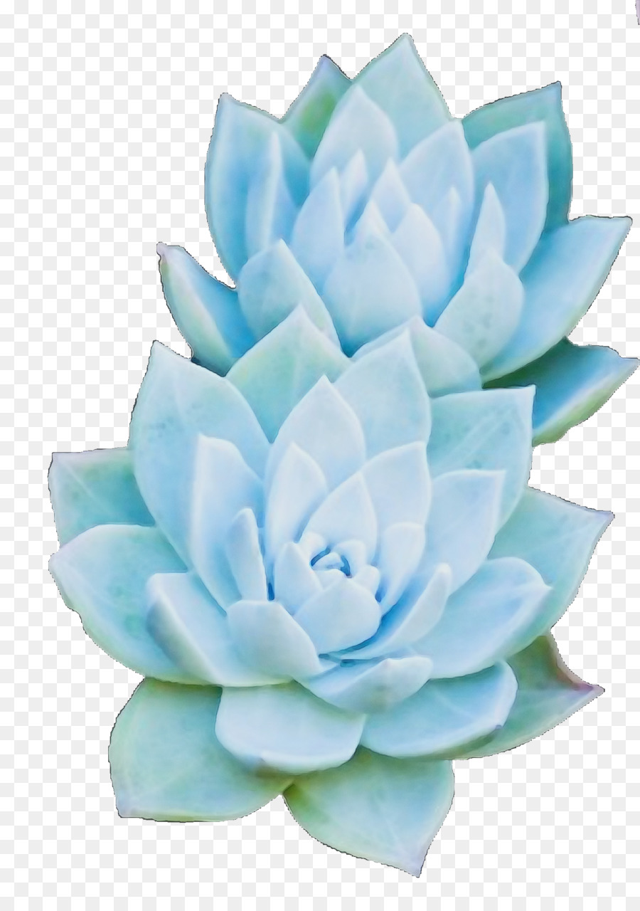 Suculento，Planta PNG