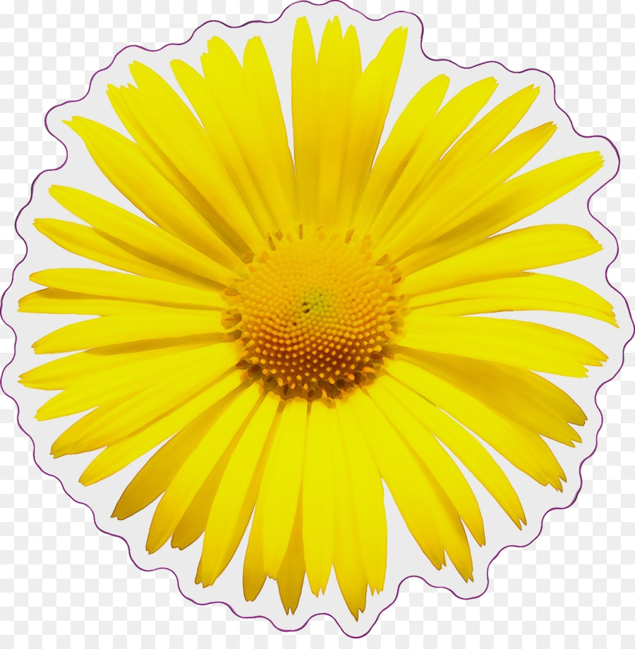 Flor，Transvaal Daisy PNG