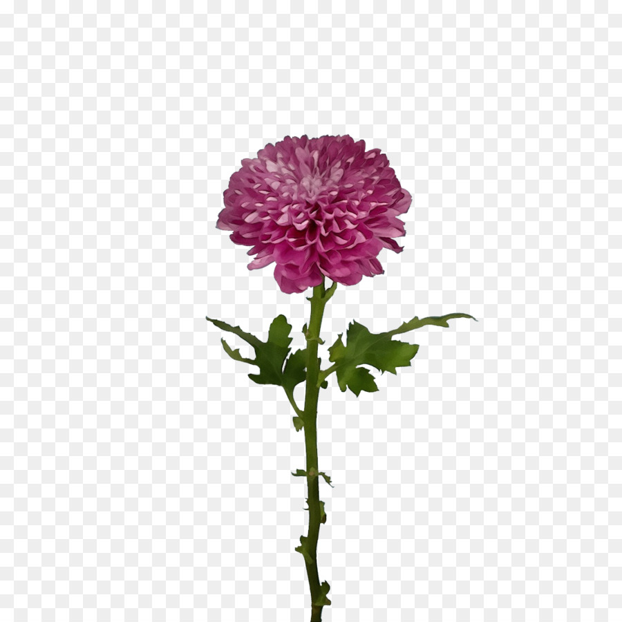 Tallo De La Planta，Crisantemo PNG