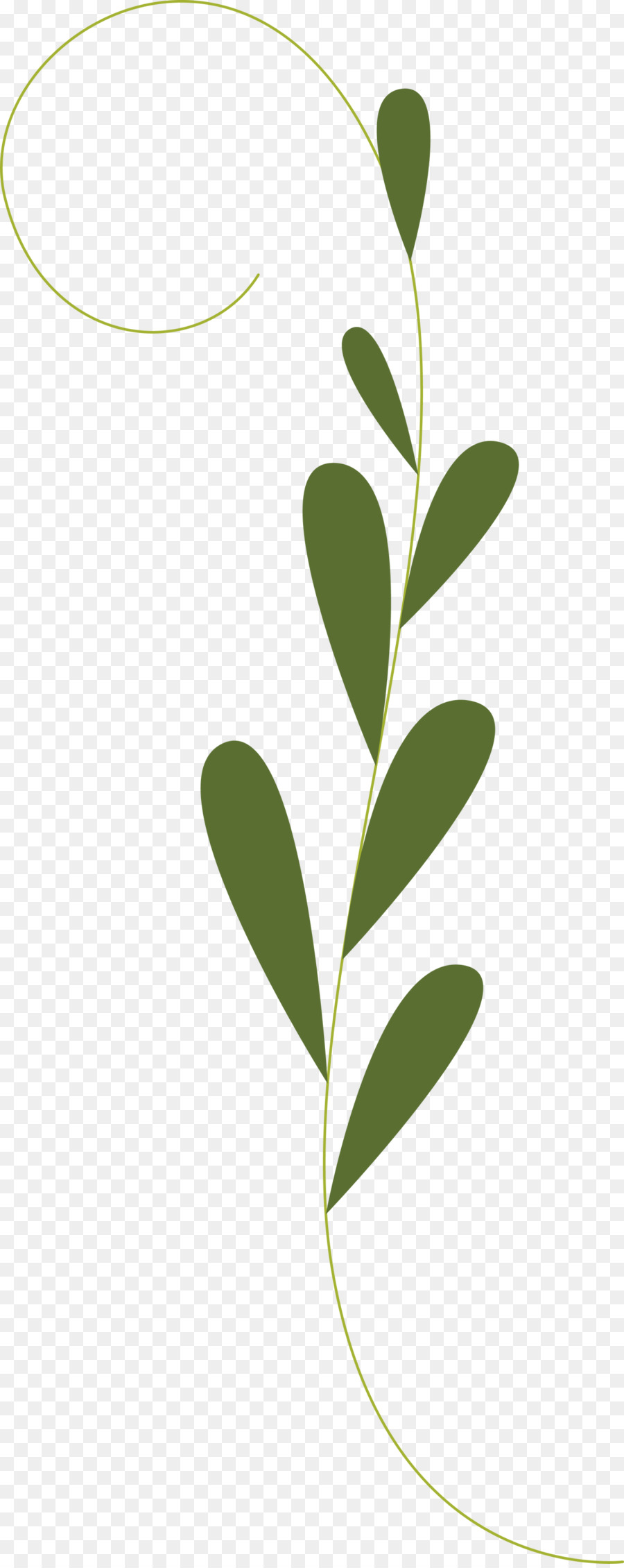 Hojas De Cerceta，Planta PNG