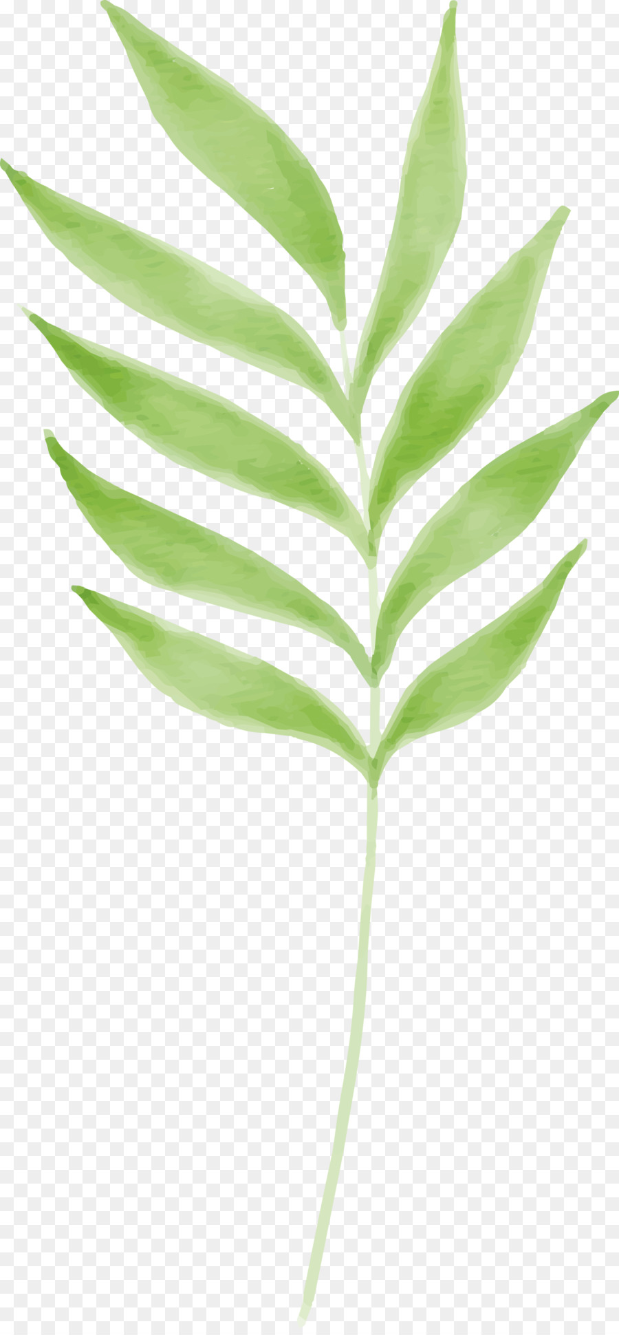 Hoja，Tallo De La Planta PNG