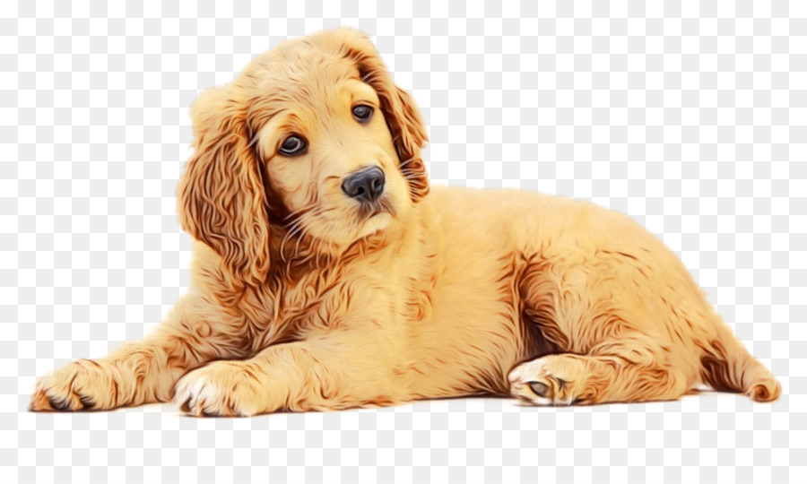 Perro，Amazoncom PNG