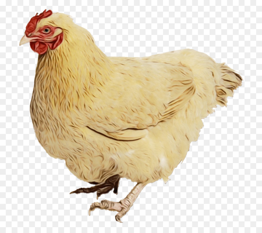 Orpington De Pollo，Silkie PNG