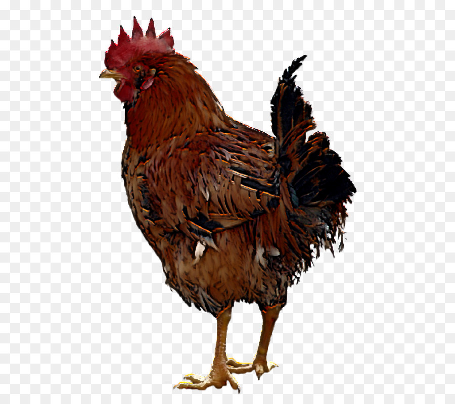 Gallo，Las Aves PNG