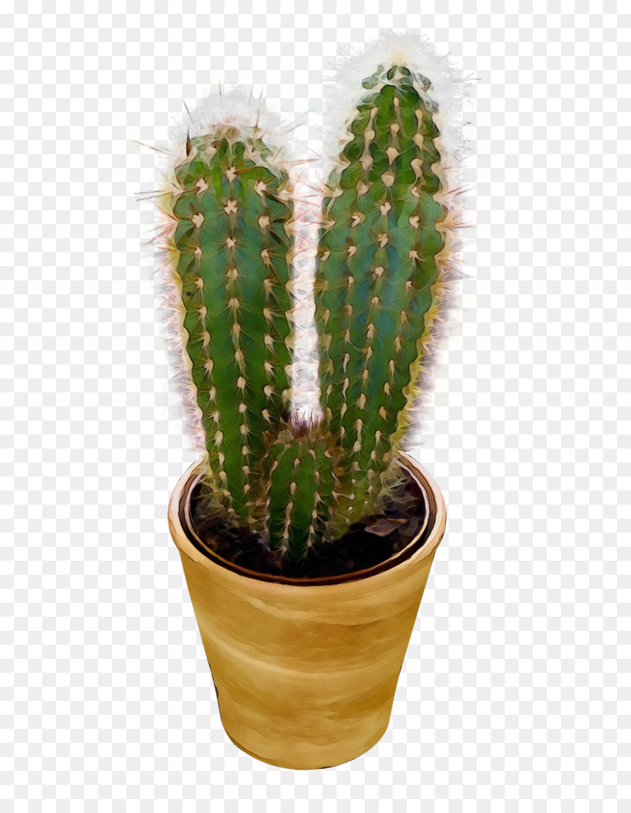 Cactus，Suculento PNG