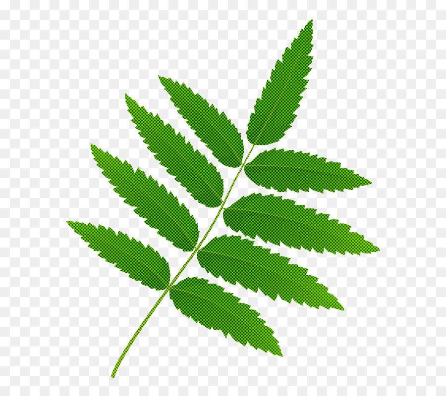 Hoja，Tallo De La Planta PNG