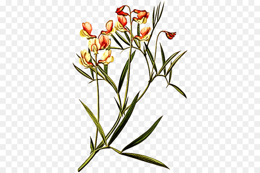 Flores Coloridas，Flores PNG