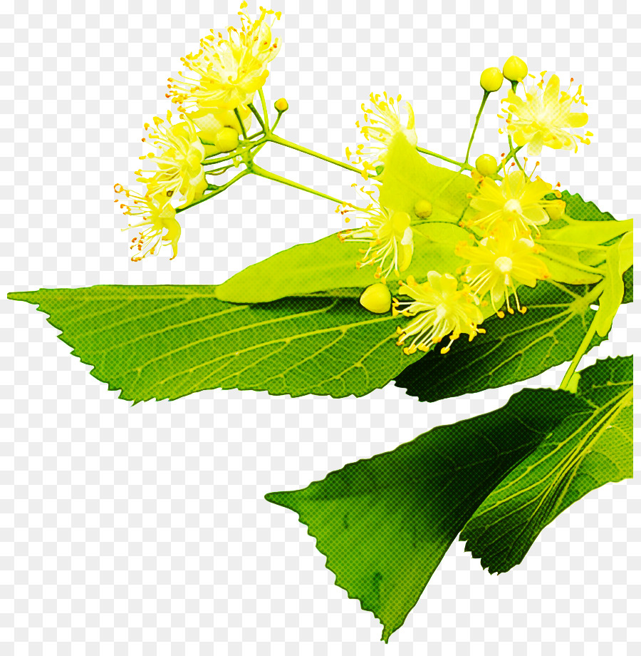 Flor，Amarillo PNG