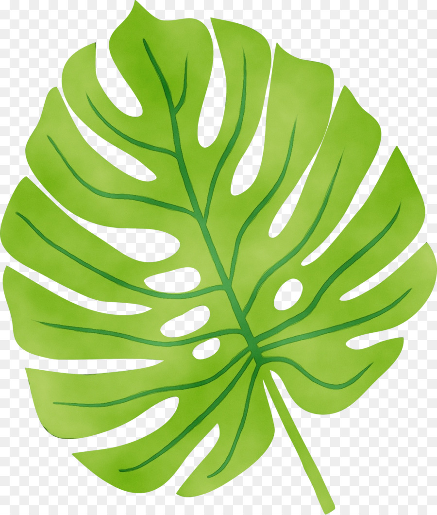 Planta Verde，Hojas PNG