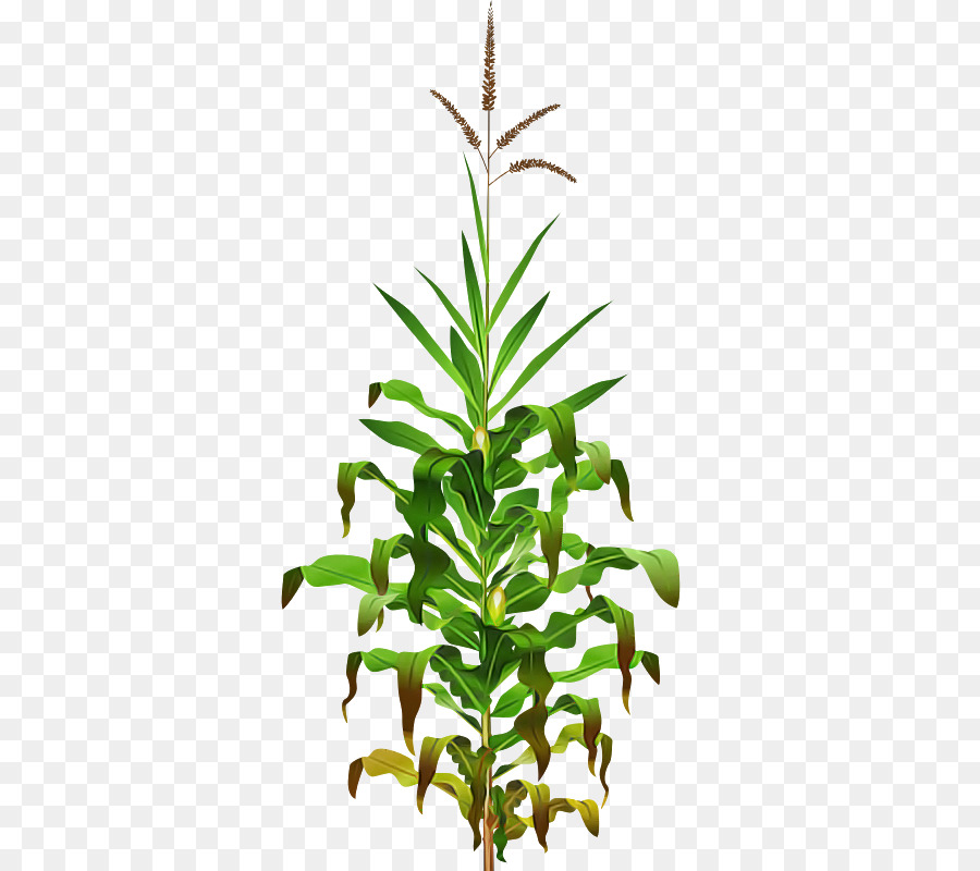 Hoja，Tallo De La Planta PNG