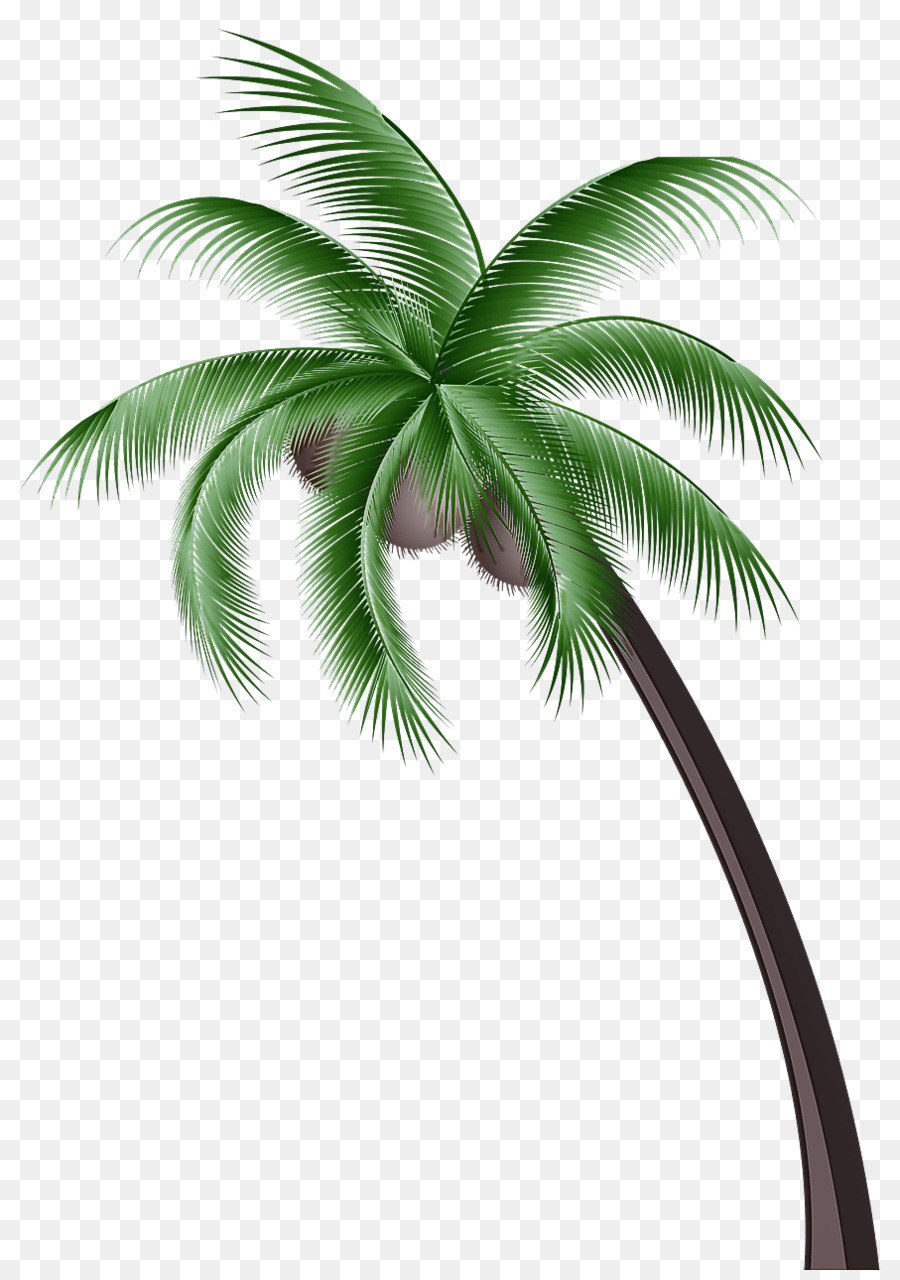 Palmera，Tropical PNG