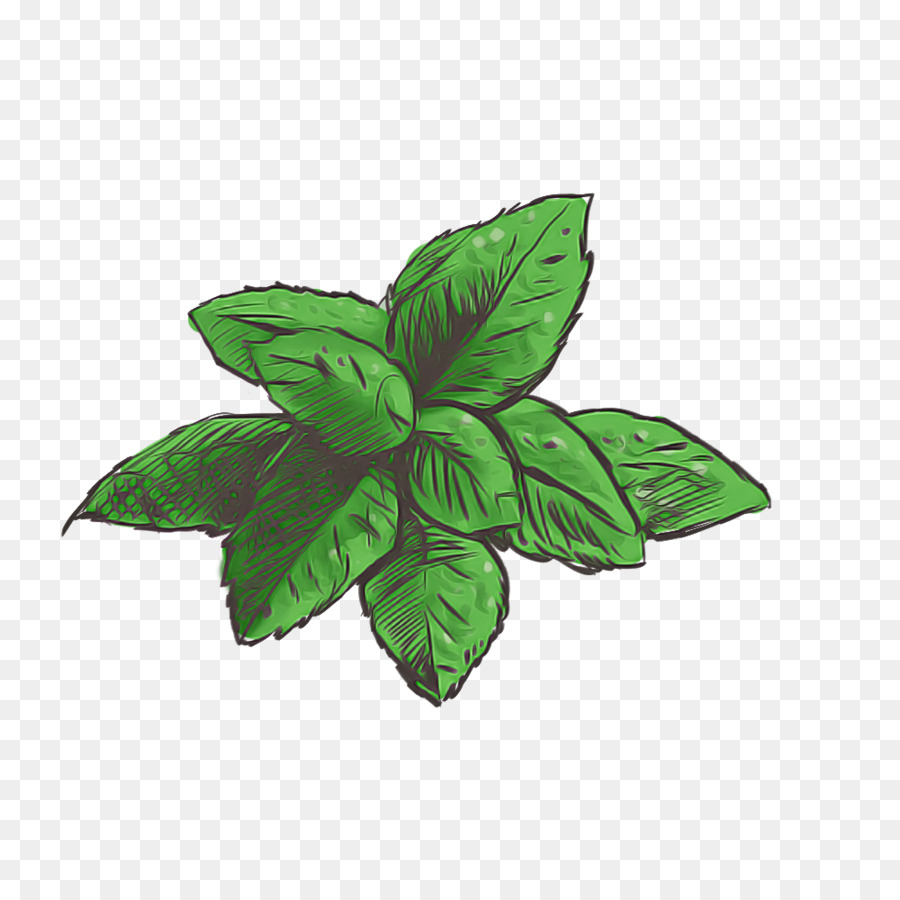 Hoja，Hierba PNG