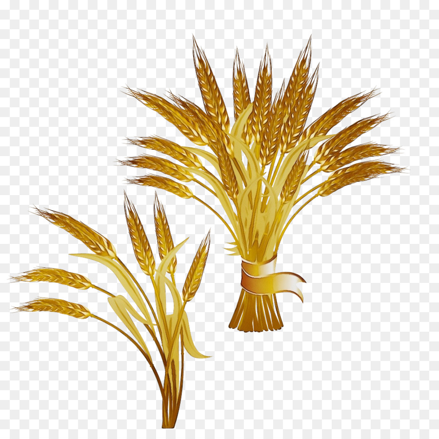 Planta De Arroz，Grano PNG