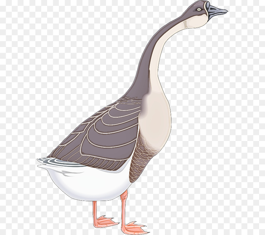 Pato，Ganso PNG