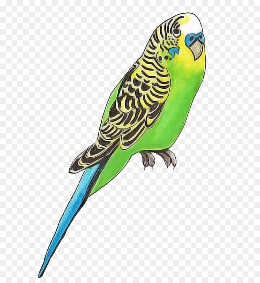 Pájaro Azul，Perca PNG