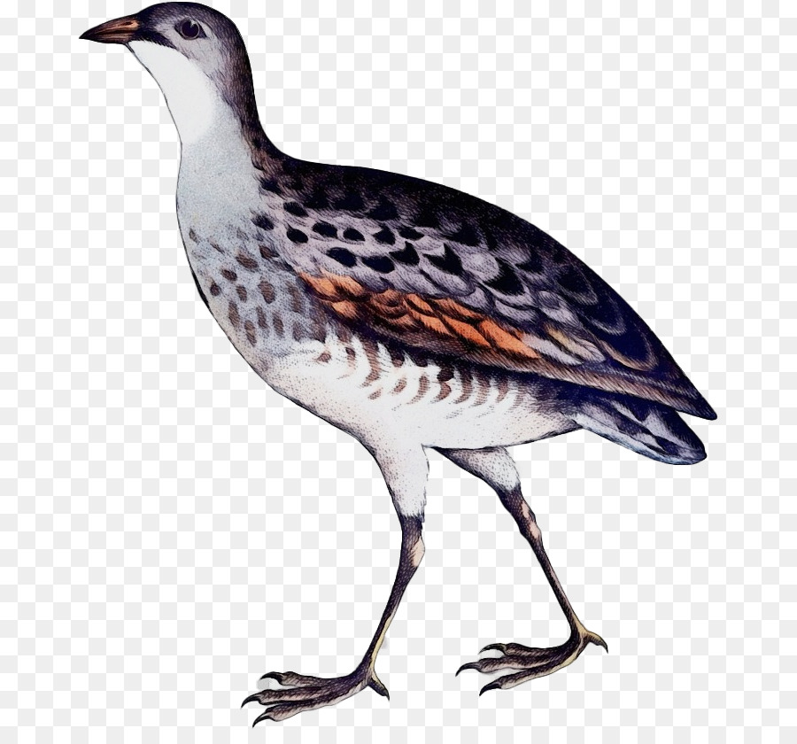 Pájaro，Plumas PNG