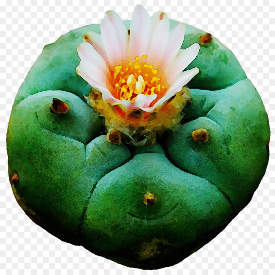 Planta，Cactus PNG