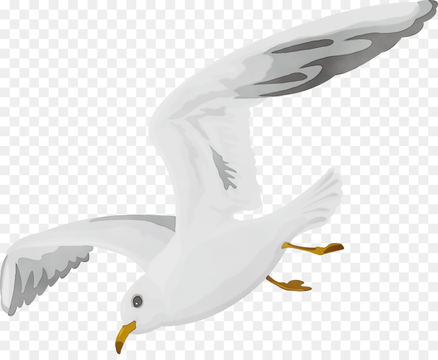 Gaviota Volando，Alas PNG