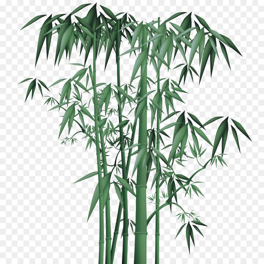Tallo De La Planta，Bambú PNG