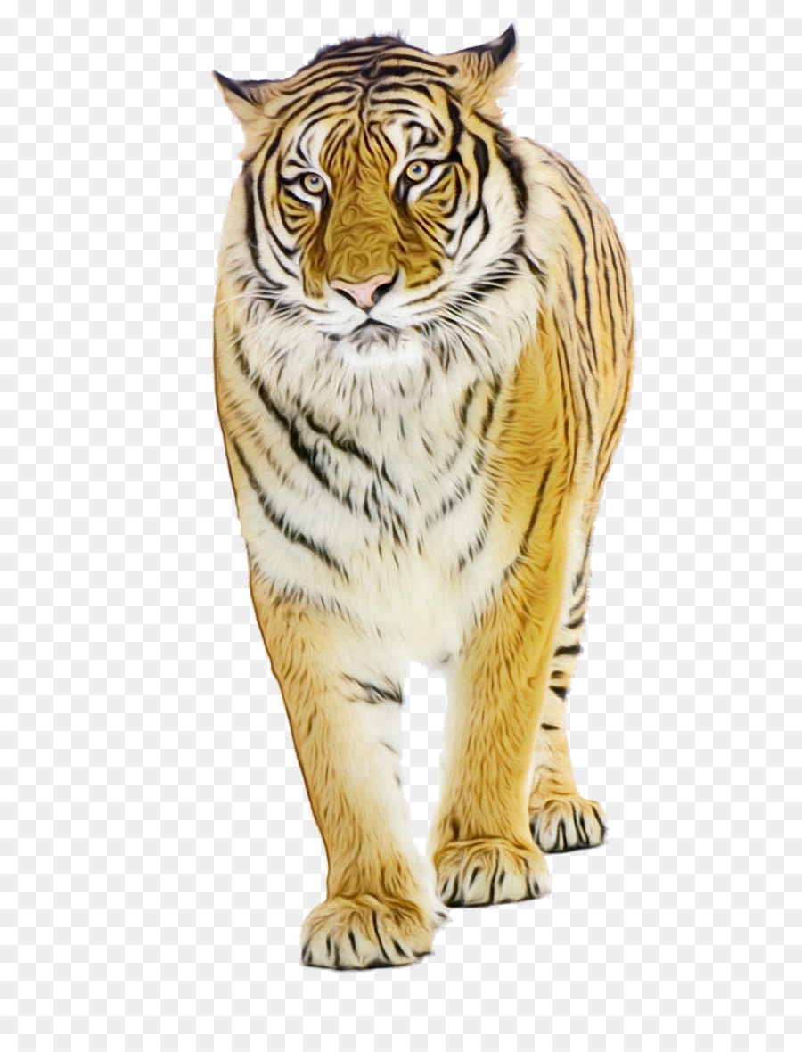 Tigre，Felino De Gran Tamaño PNG