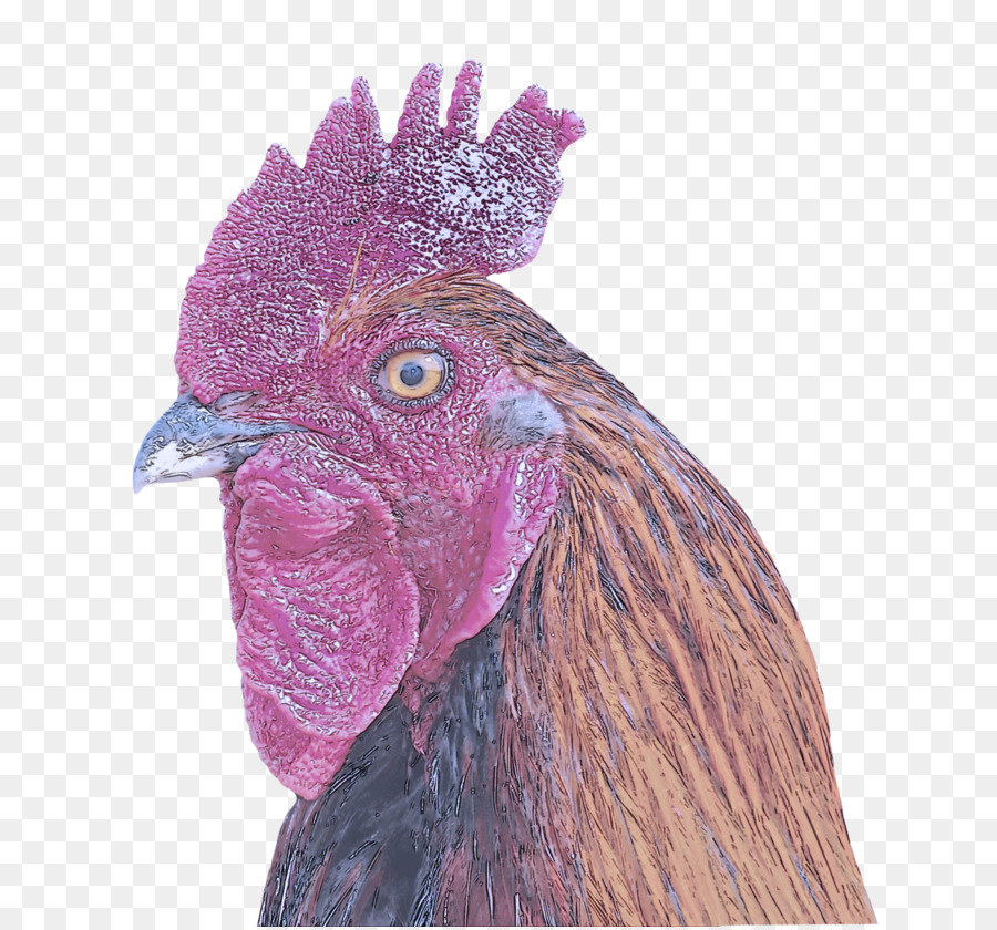 Las Aves，Pollo PNG